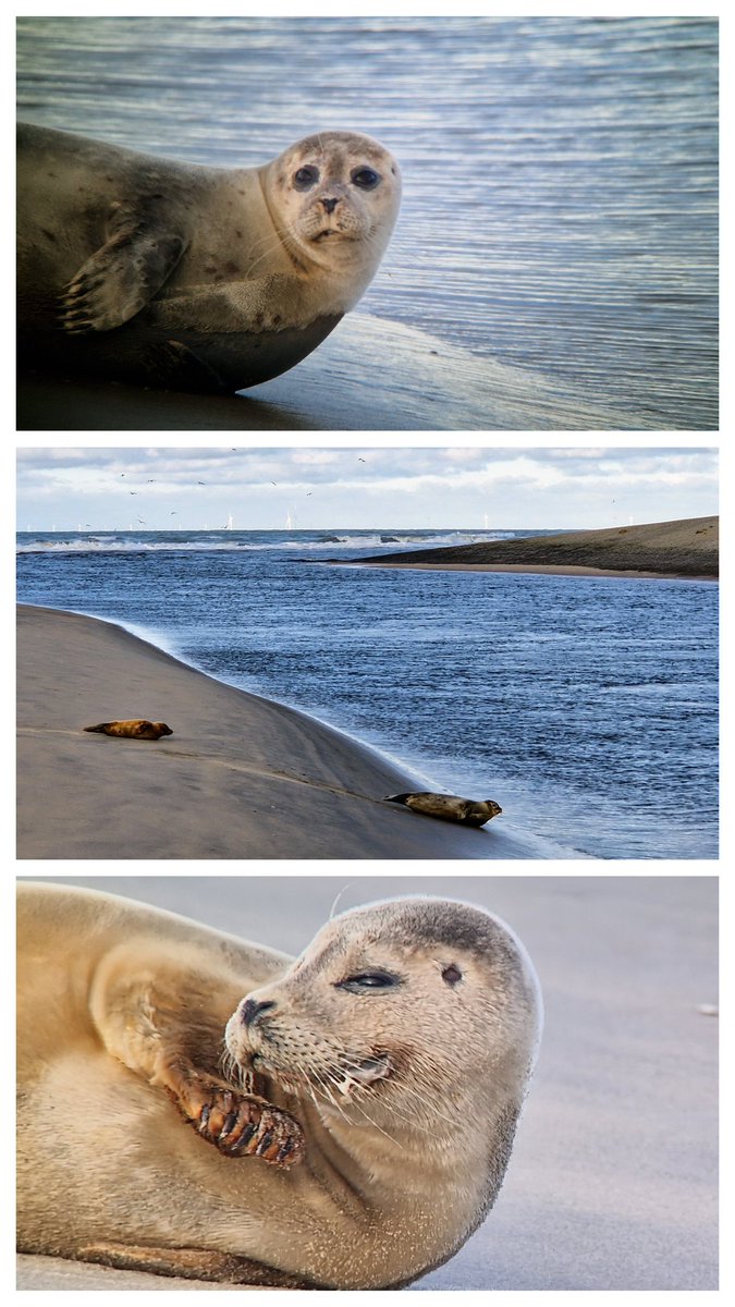 Deze zeehond met pup trok vanmiddag in de Buitenwatering van Katwijk veel bekijks.
