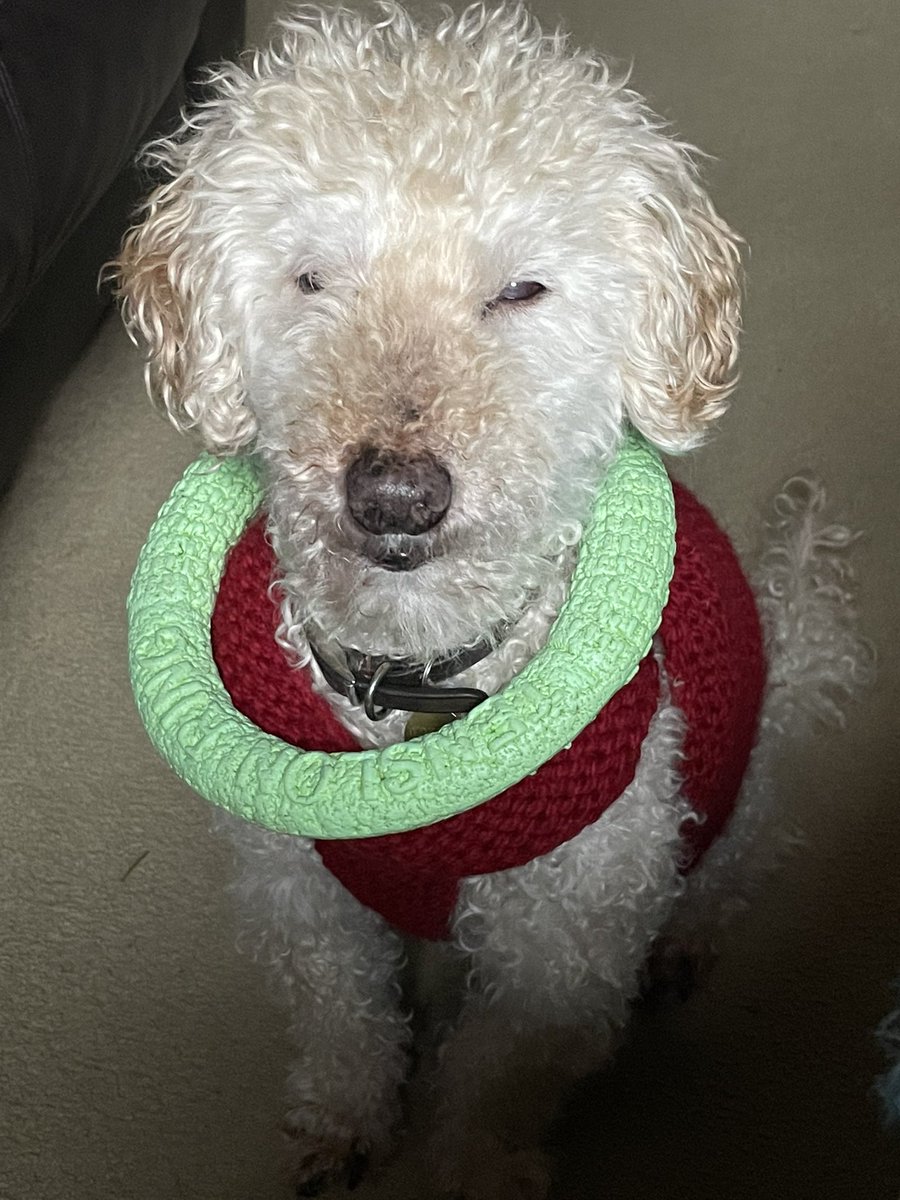 ErinGreenAuthor's tweet image. Today’s task: look cute and know where your hoop is at all times! #MyAssistant #Teddy