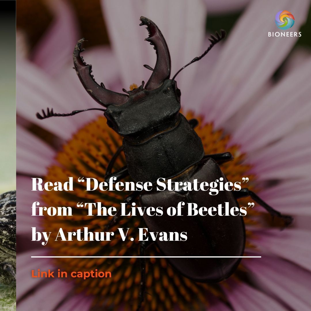 In “The Lives of Beetles: A Natural History of Coleoptera,” beetle expert Arthur Evans presents an inviting and comprehensive introduction to the fascinating lives of the world’s beetles. Learn about defense strategies in this excerpt from the book: buff.ly/3W38rgI