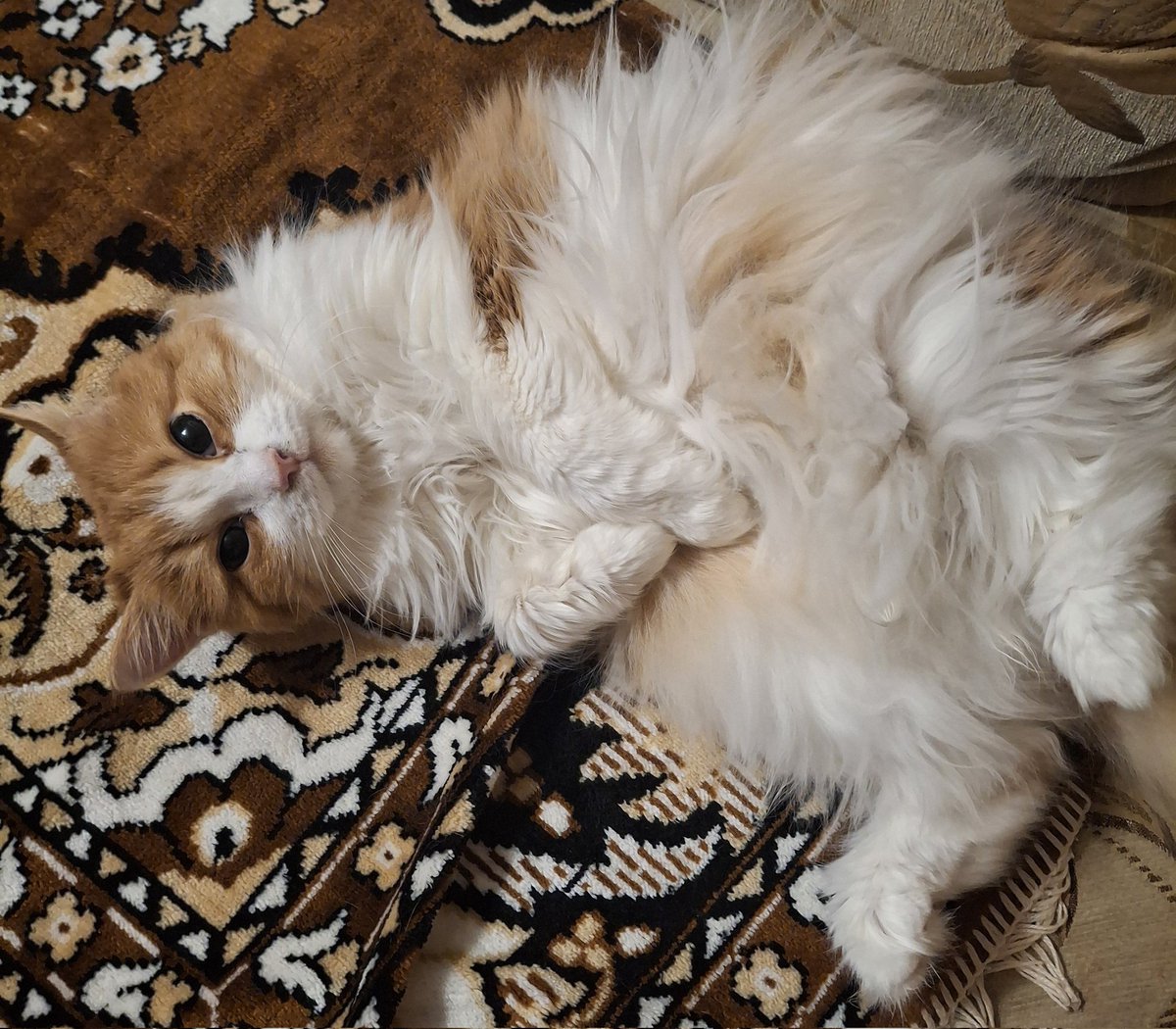 Какая-то Криктина☀️ tweet media