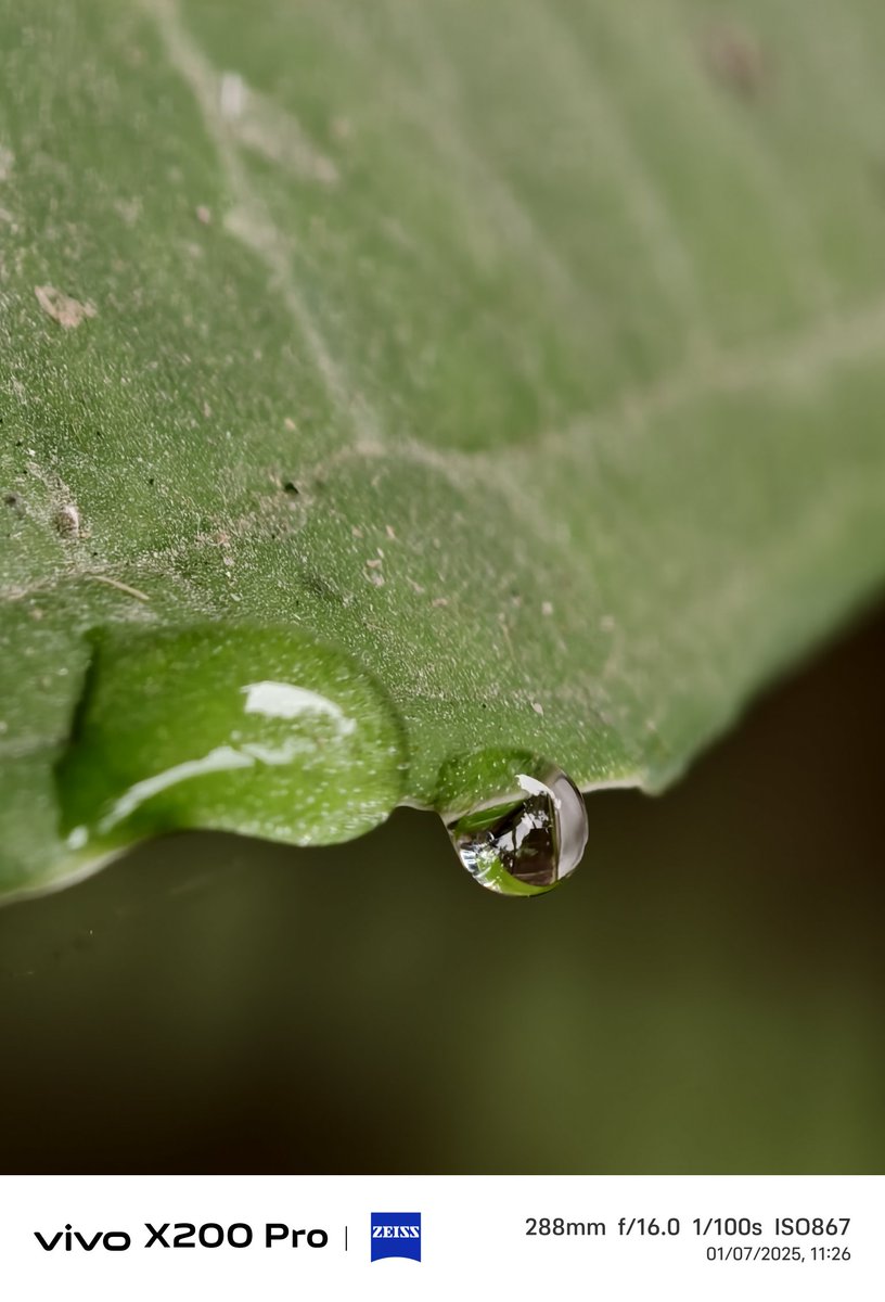 sumitn1110's tweet photo. Macro shots with vivo x200 pro...  Details of these photos are very impressive except Zoomed photos #VivoX200Pro @encoword @Frankforphones @ISAQUES81 @Vivo_India https://t.co/dC9wSE5GYp