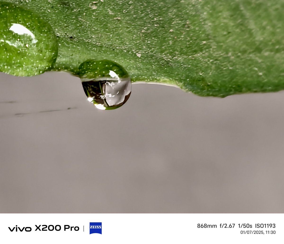 sumitn1110's tweet photo. Macro shots with vivo x200 pro...  Details of these photos are very impressive except Zoomed photos #VivoX200Pro @encoword @Frankforphones @ISAQUES81 @Vivo_India https://t.co/dC9wSE5GYp