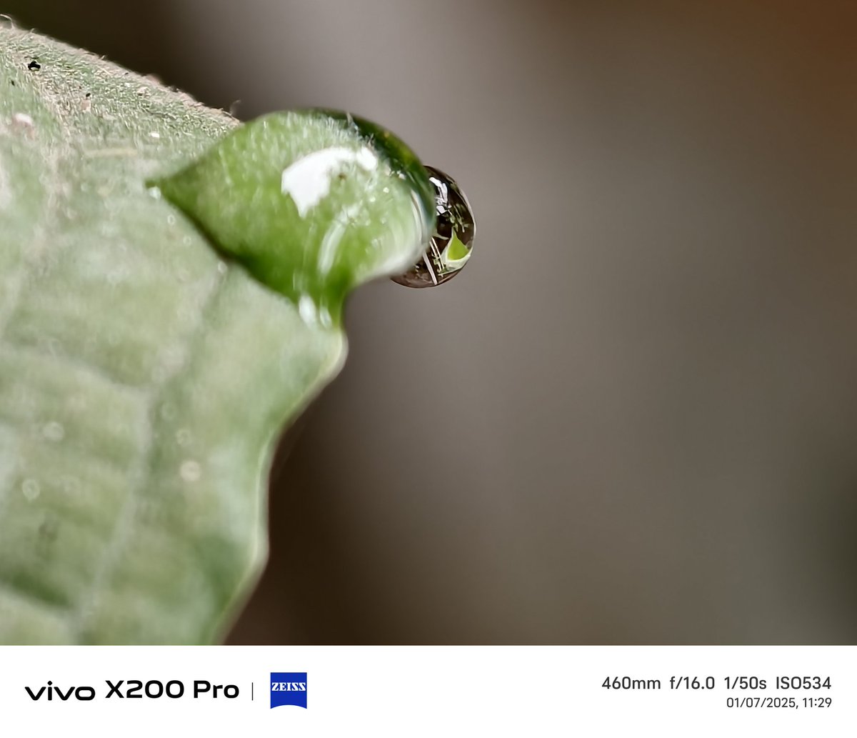 sumitn1110's tweet photo. Macro shots with vivo x200 pro...  Details of these photos are very impressive except Zoomed photos #VivoX200Pro @encoword @Frankforphones @ISAQUES81 @Vivo_India https://t.co/dC9wSE5GYp