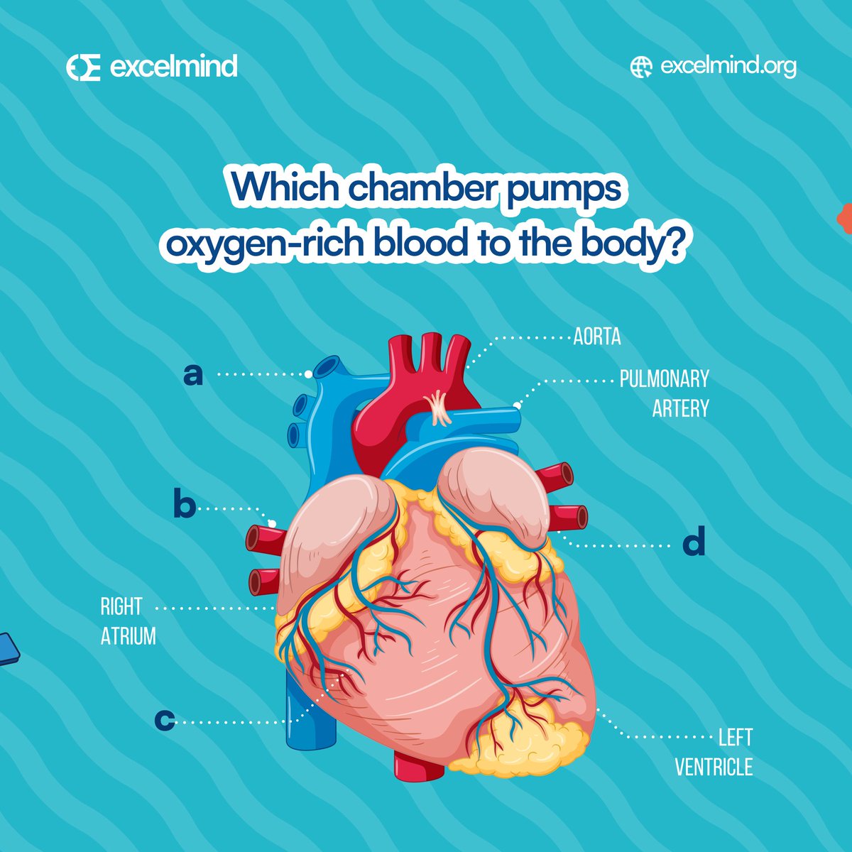 joinexcelmind's tweet image. 💡 Biology Time!

Which chamber of the heart pumps oxygen-rich blood to the rest of the body? ❤️

Comment your answer below! Is it A, B, C, or D? 

Let’s see how well you know your anatomy!

#HeartTrivia
#LearnWithExcelmind
#ScienceChallenge