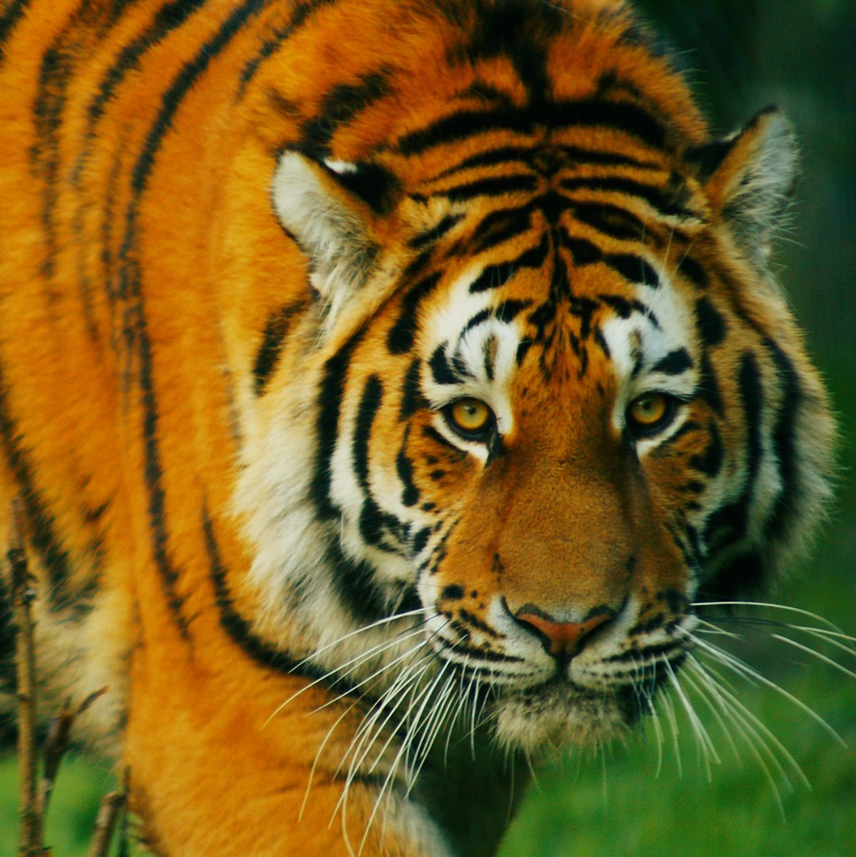 The tigers are feeling wild this Wednesday! 🐯

In the 1940s, fewer than 40 Amur tigers roamed the wild. Thanks to dedicated conservation efforts, this magnificent species was saved from the brink of extinction. 🐾

#WildWednesday #BanhamZoo #Tiger #BigCatConservation