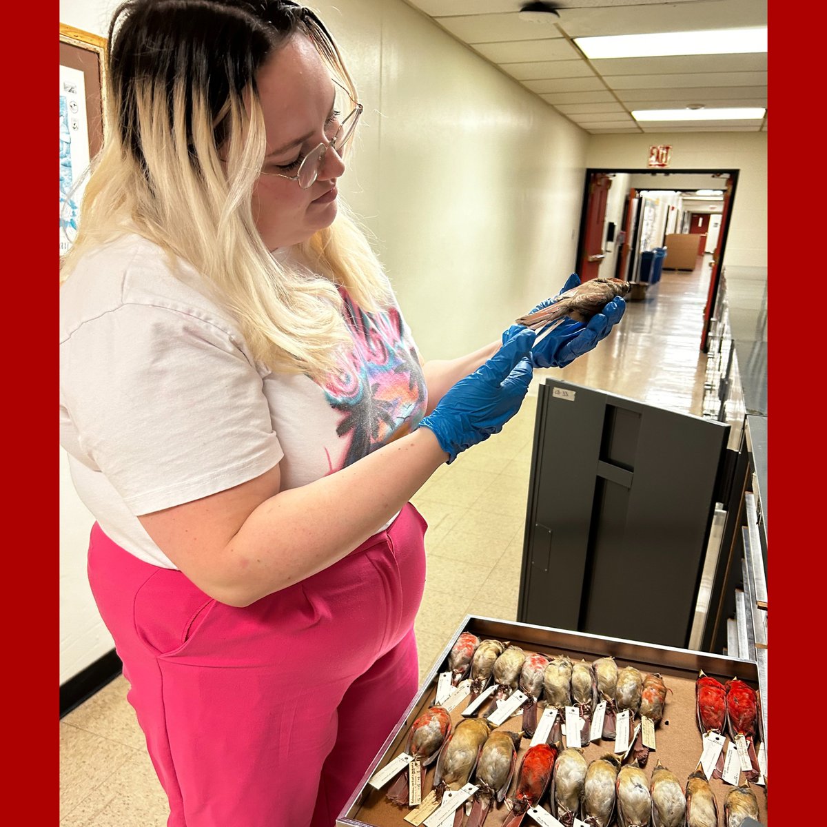 Public history graduate student Hannah White is unearthing and preserving the legacy of Charles Wickliffe Beckham, the first Kentuckian to achieve a national reputation as an ornithologist, while also discovering his connection to state politics. louisville.edu/artsandscience…