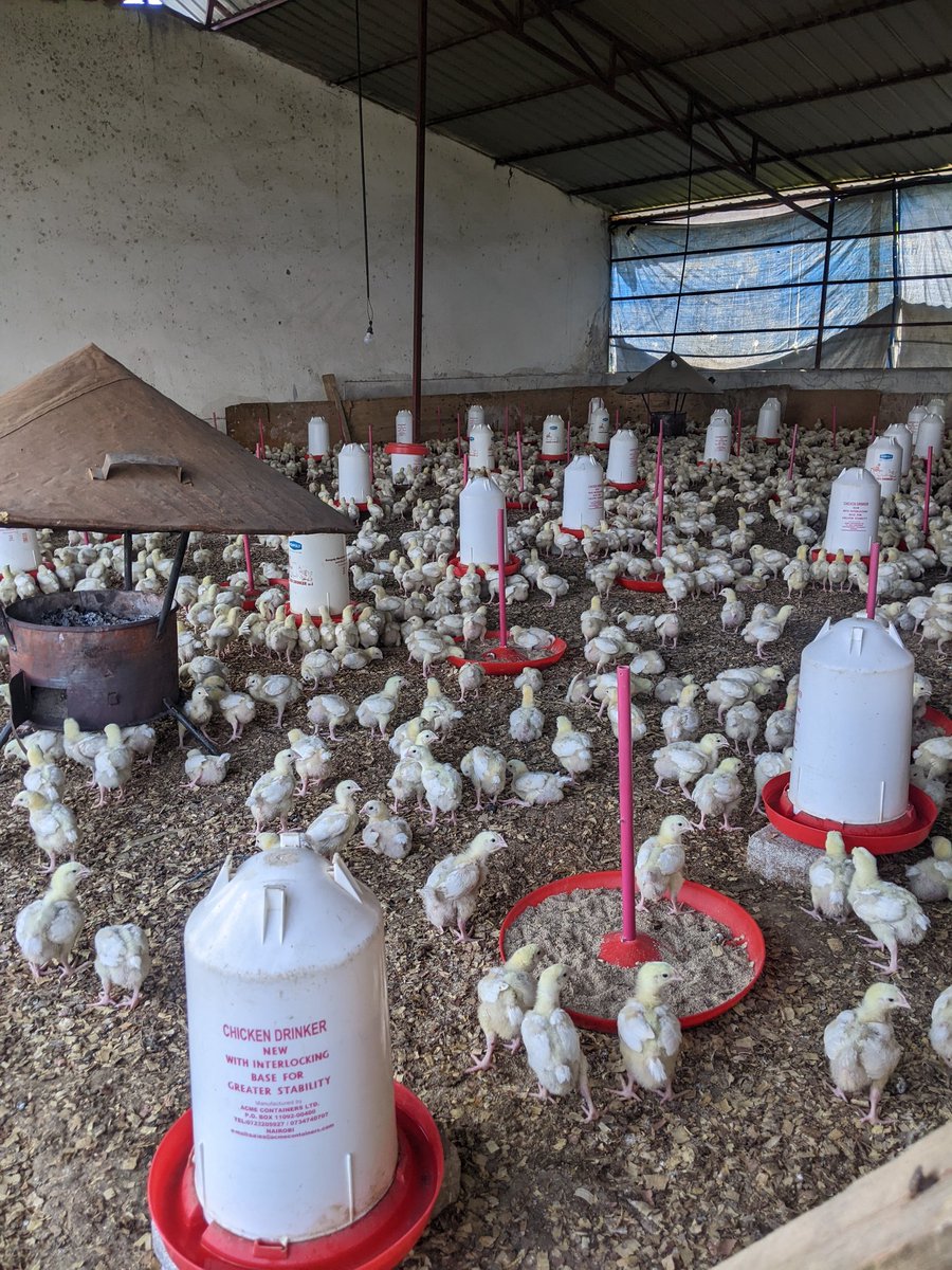 Broiler 10 days old
Call us for more info:0788405382