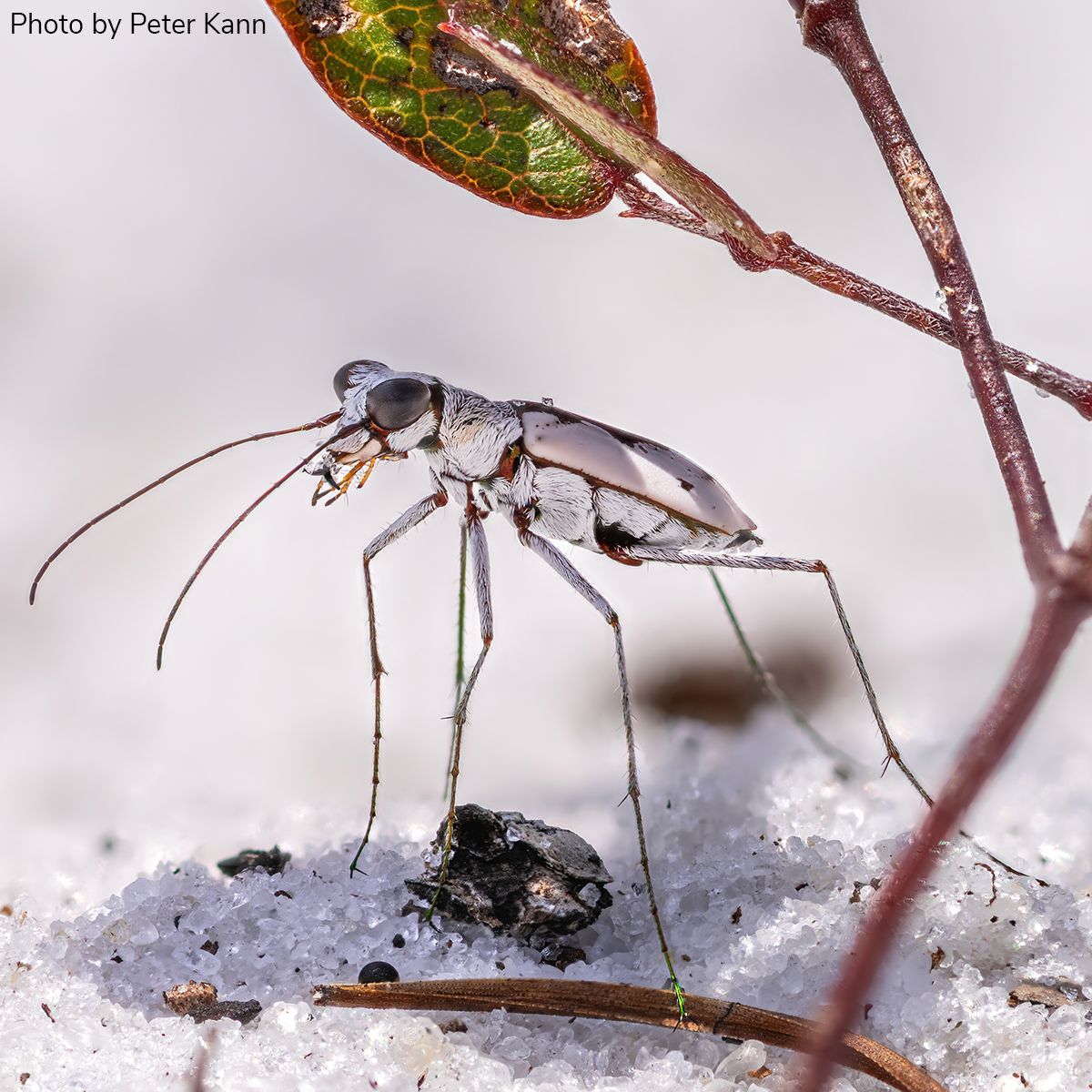 Entomological Society of America tweet media