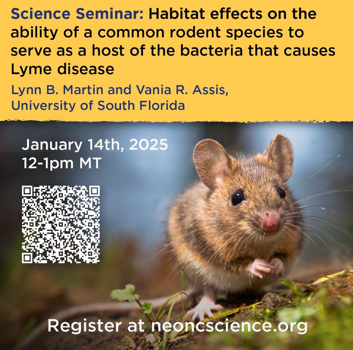 NEON (@neon_sci) on Twitter photo TUES, JAN 14th: Come learn how habitat can affect rodent species as hosts of Lyme disease and other bacteria!
Join NEON for a public NEON Science Seminar with Lynn B. Martin and Vania R. Assis of the <a href="/USouthFlorida/">University of South Florida</a>.
Register here: buff.ly/4a9gVZS TUES, JAN 14th: Come learn how habitat can affect rodent species as hosts of Lyme disease and other bacteria!
Join NEON for a public NEON Science Seminar with Lynn B. Martin and Vania R. Assis of the <a href="/USouthFlorida/">University of South Florida</a>.
Register here: buff.ly/4a9gVZS