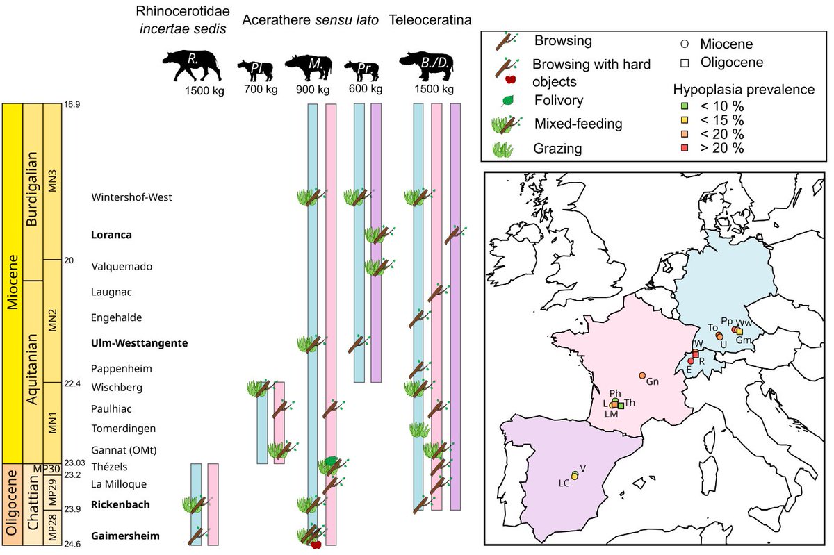 Rhinopolis tweet media