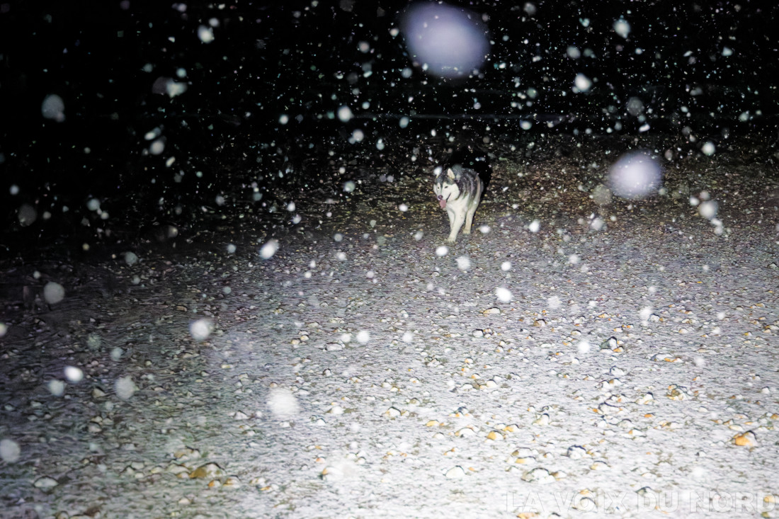 Dans son élément mon loulou! Neige sur la pointe aux oies ce mercredi soir. #wimereux #neige #chiendesneiges #husky #huskylove #huskylife #huskydesiberie #snow #hiver