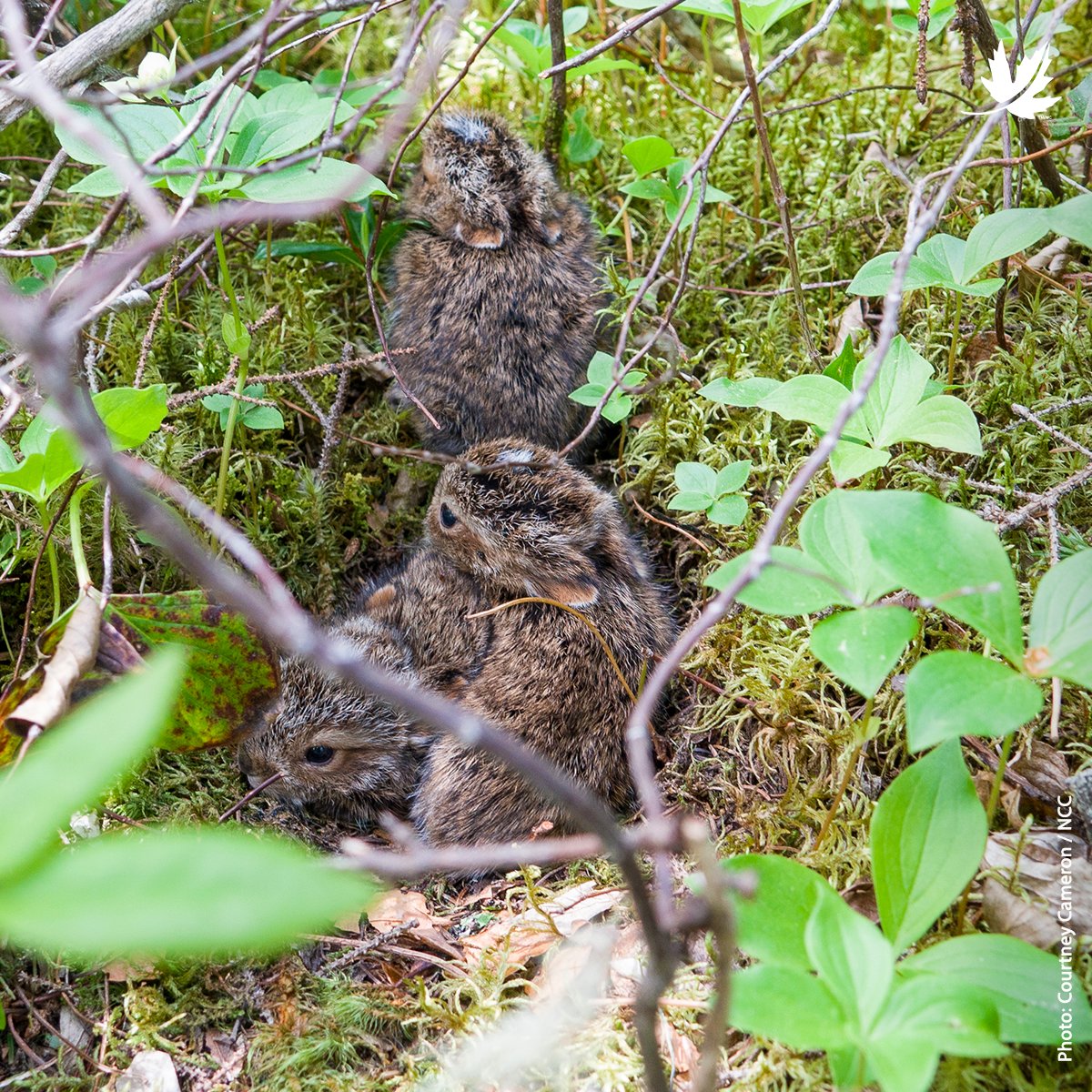 #DYK the fur of snowshoe hares varies in colour depending on the season? In spring, summer and fall, their coat is light to dark brown. In winter, their coat turns white. These colour changes allow snowshoe hares to blend in with their surroundings, depending on the season. 🐰