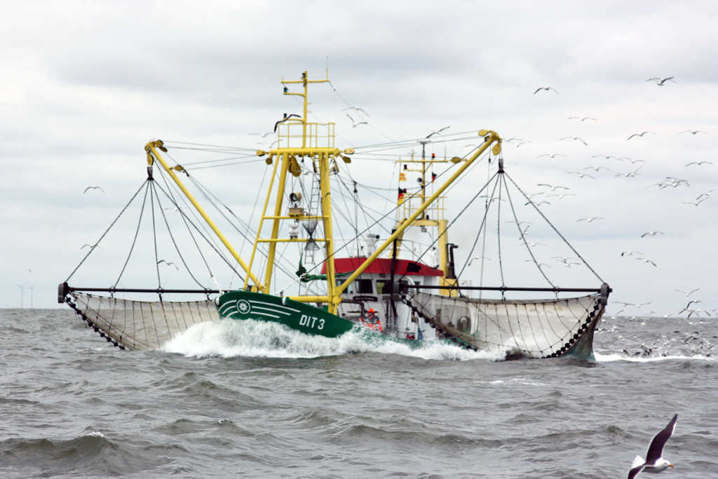 Die Krabbenfischerei steht auf dem Prüfstand 🦐 Einige Fischer steigen aus der #MSC-Zertifizierung aus, um sich nicht an nachhaltige Fangbeschränkungen zu halten. Das gefährdet den Krabbenbestand und die Zukunft der gesamten Fischerei. 
Ohne konsequentes Engagement aller