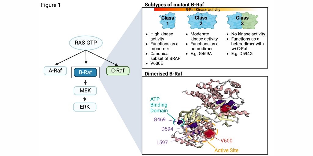 Molecular Cancer Research (@mcr_aacr) on Twitter photo Co-evolution of atypical BRAF and KRAS mutations in colorectal tumorigenesis bit.ly/3DMYv4U
#ColorectalCancer @Kafpennel <a href="/RoxburghP/">Patricia Roxburgh</a> <a href="/LabEdwards/">Edwards Lab</a> @DrSue2017 <a href="/ISoriano_Moruno/">Ignacio Soriano</a> <a href="/UniofOxford/">University of Oxford</a> <a href="/UofGlasgow/">University of Glasgow</a> <a href="/UniversityLeeds/">University of Leeds</a> Co-evolution of atypical BRAF and KRAS mutations in colorectal tumorigenesis bit.ly/3DMYv4U
#ColorectalCancer @Kafpennel <a href="/RoxburghP/">Patricia Roxburgh</a> <a href="/LabEdwards/">Edwards Lab</a> @DrSue2017 <a href="/ISoriano_Moruno/">Ignacio Soriano</a> <a href="/UniofOxford/">University of Oxford</a> <a href="/UofGlasgow/">University of Glasgow</a> <a href="/UniversityLeeds/">University of Leeds</a>