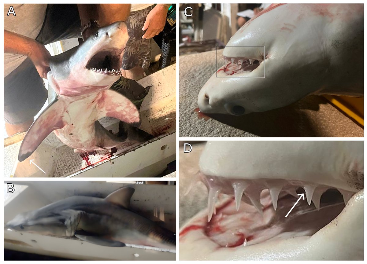 🎉 Happy New Year 2025! 🦈 Start your year with some shark science: Our new study in <a href="/Fishes_MDPI/">Fishes MDPI</a> explores a rare YOY white shark sighting in the Adriatic Sea. Check it out! 👉 doi.org/10.3390/fishes… #SharkScience #NewYear2025 # 🌊
