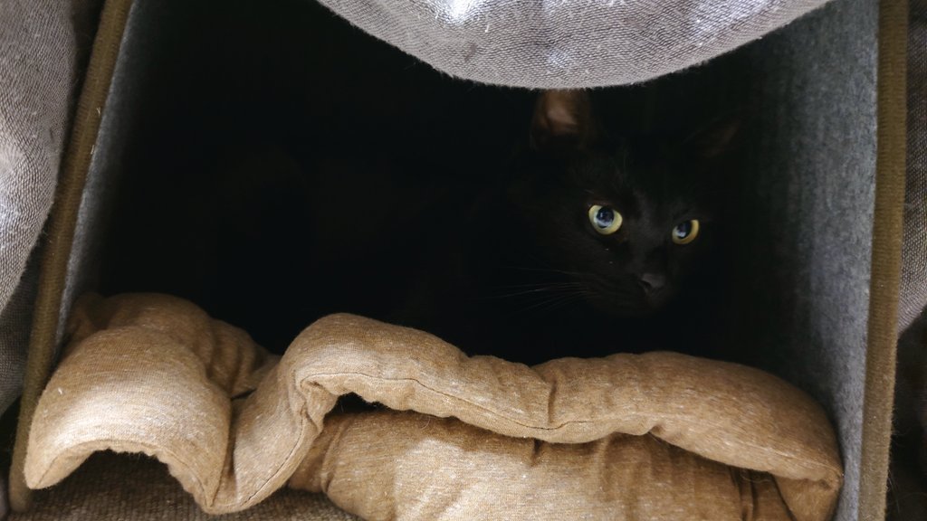 猫ついにパネルヒーターが暖かい事に気付いた🐈‍⬛