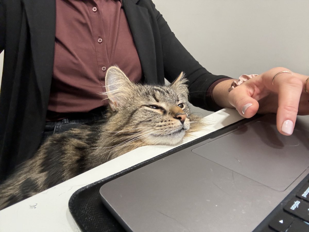 My emotional support cat during APPIC interviews also has zoom fatigue