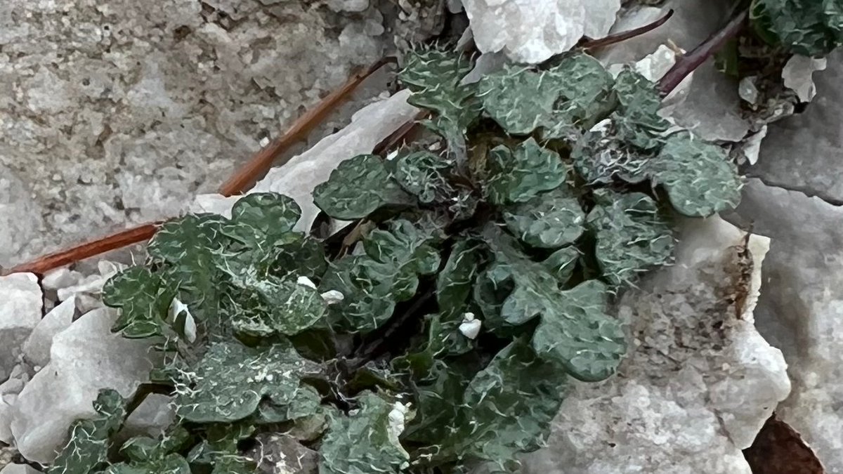 Roswitha Schmickl (@rosischmickl) on Twitter photo Polyploidy & Arabidopsis! We found tetraploid-characteristic haplotypes to be made of novel ‘mosaics’ forged from multiple allelic sources in our new paper:
journals.plos.org/plosgenetics/a…
Big thanks to <a href="/MajdaHolcova/">Magdalena Bohutínská</a> @FilipKolar7 @leviyant Polyploidy & Arabidopsis! We found tetraploid-characteristic haplotypes to be made of novel ‘mosaics’ forged from multiple allelic sources in our new paper:
journals.plos.org/plosgenetics/a…
Big thanks to <a href="/MajdaHolcova/">Magdalena Bohutínská</a> @FilipKolar7 @leviyant