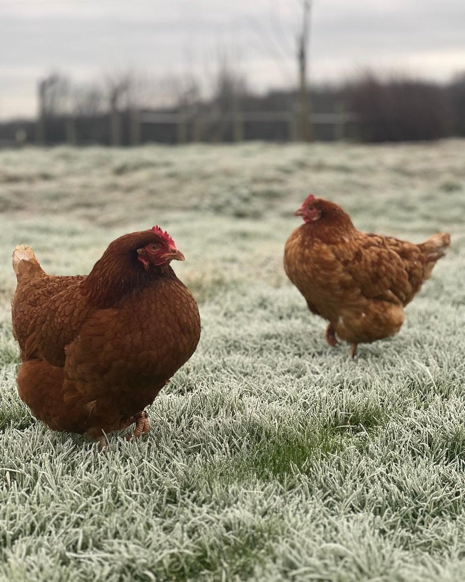 Dean Farm Trust 🤍 tweet media