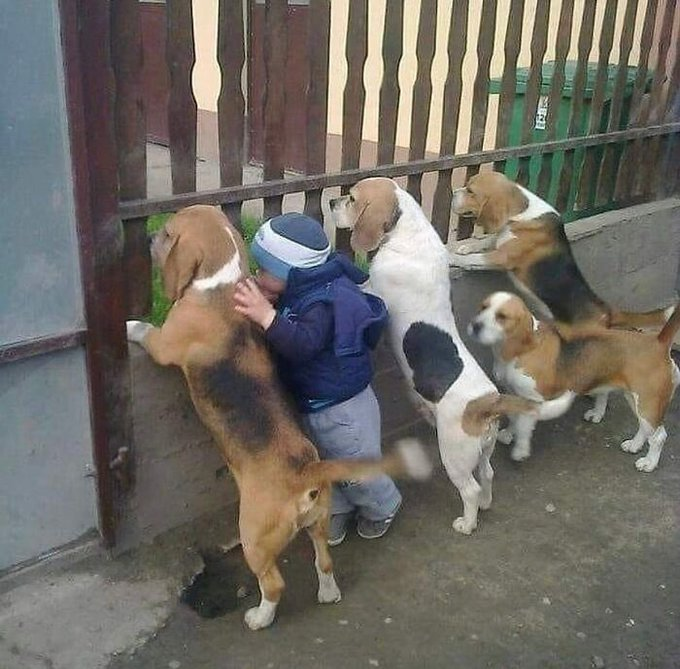 DEJA LO QUE ESTAS HACIENDO y disfruta de estas Imágenes Divertidísimas que te Alegrarán el día.

No Te Arrepentirás de ver este hilo 😍!

1. ¿Quién soltó a los perros?