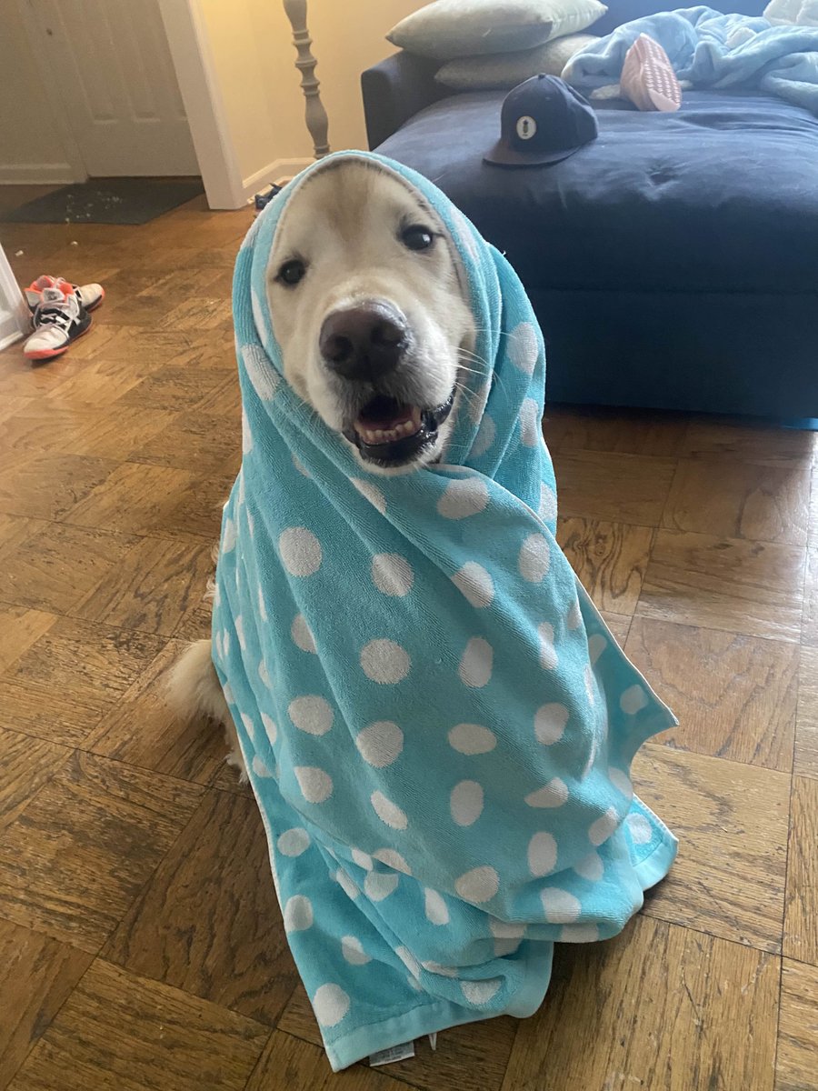 Oban’s got the perfect solution for a chilly day—his cozy polka-dot blanket cape! 🐾✨ Whether he’s channeling his inner superhero or just staying warm, this fluffy pup knows how to rock the cold-weather look. Stay snuggly, Oban!