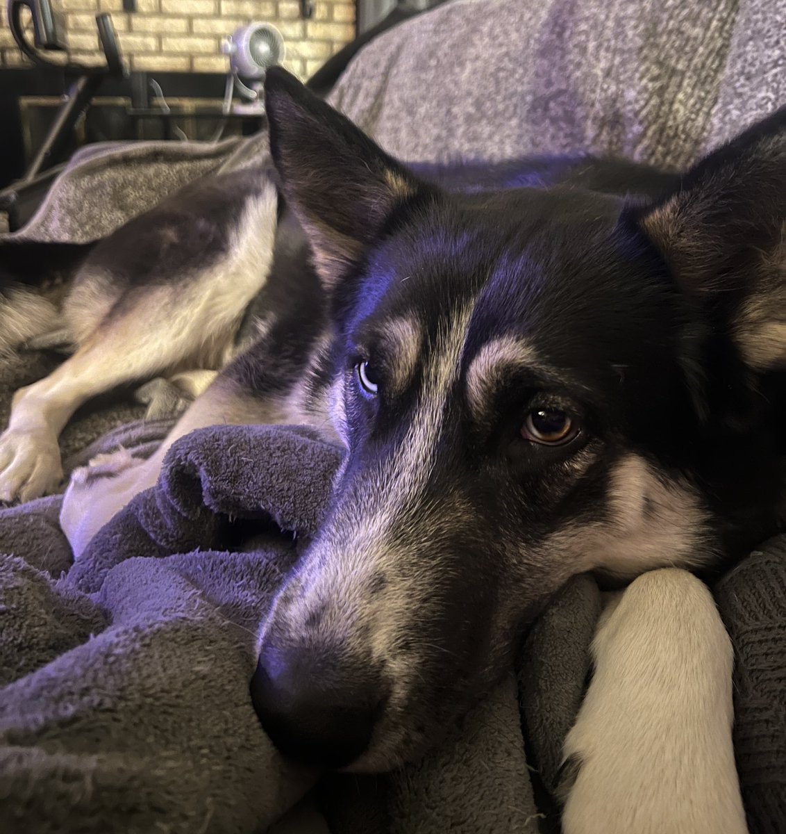 When school is closed due to inclement weather &amp; you have a Shepsky, you still have to take her for a walk when it feels like 13 degrees out.  Good thing I still had my parka &amp; snow pants from the soccer game last night.