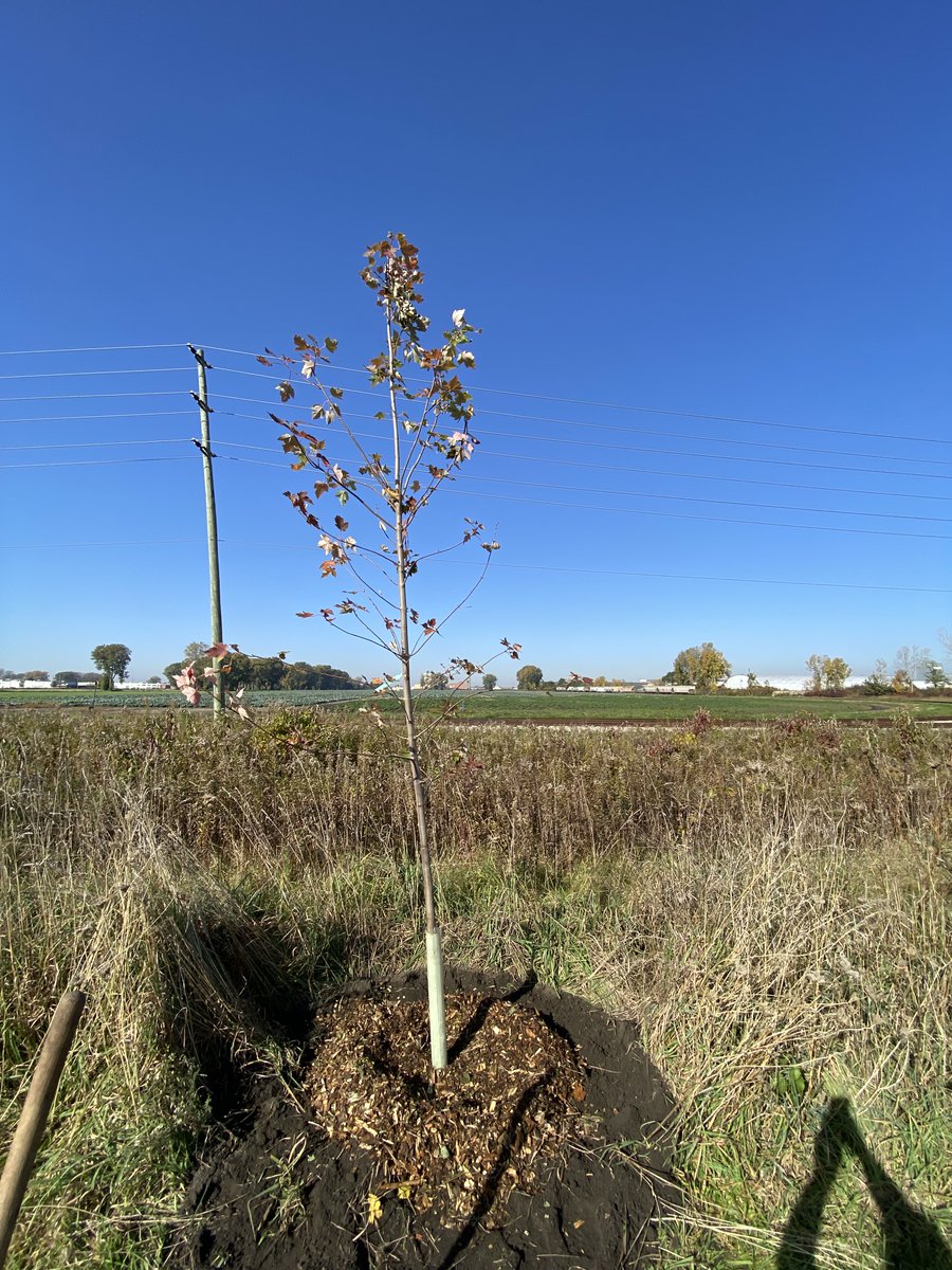EssexRegionConserve (@essexregionca) on Twitter photo Are you looking to plant #Carolinian species on your property this spring? If so, check out our NEW online ordering platform ! Our deadline for ordering trees is Jan31 for seedlings and March 7 for large stock trees. Visit essexregionconservation.ca/prog.../tree-oโฆ for this info and more! ๐ณ๐ฒ Are you looking to plant #Carolinian species on your property this spring? If so, check out our NEW online ordering platform ! Our deadline for ordering trees is Jan31 for seedlings and March 7 for large stock trees. Visit essexregionconservation.ca/prog.../tree-oโฆ for this info and more! ๐ณ๐ฒ