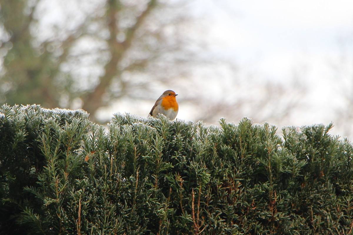 We think this little robin might have cold feet! 🧡