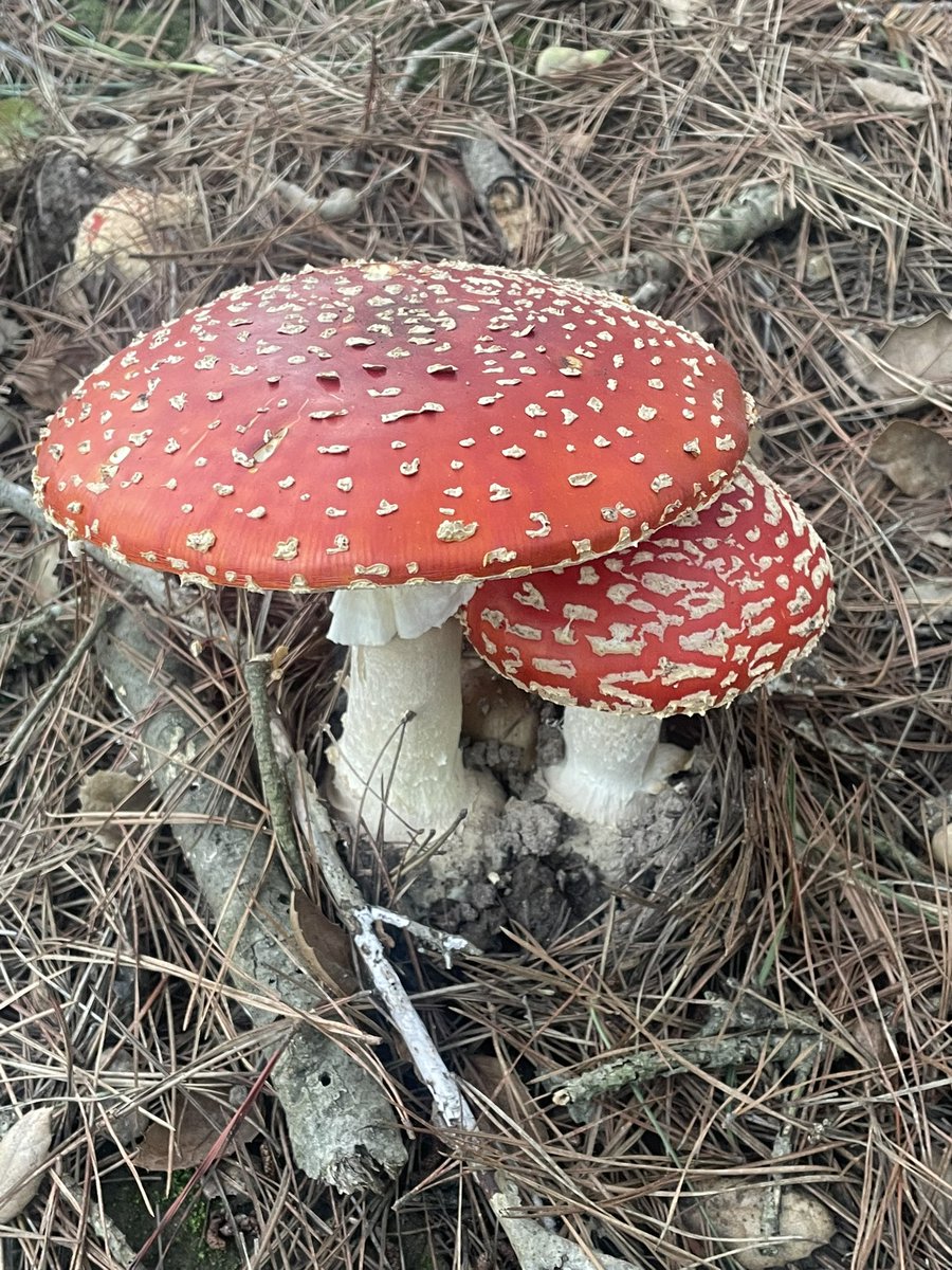 Should I eat em?