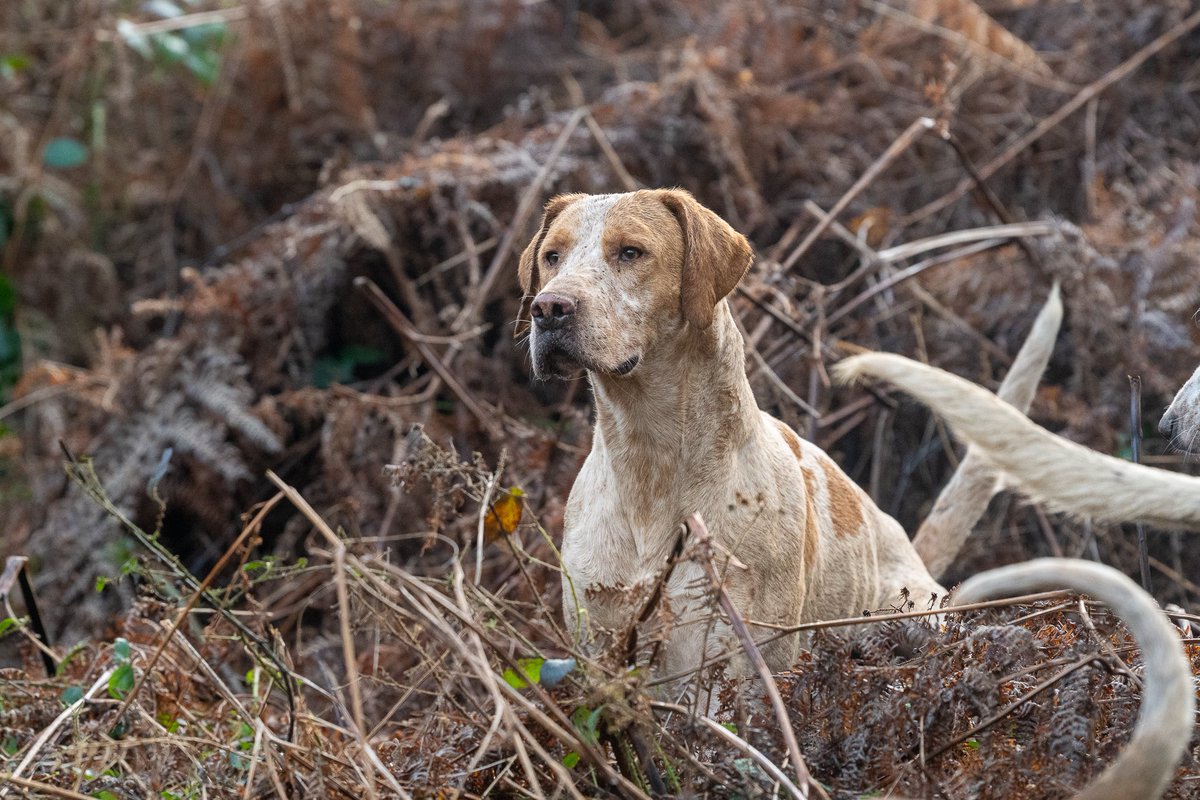 lurcherwork's tweet image. #hound #hunting #foxhound #houndhunting #country