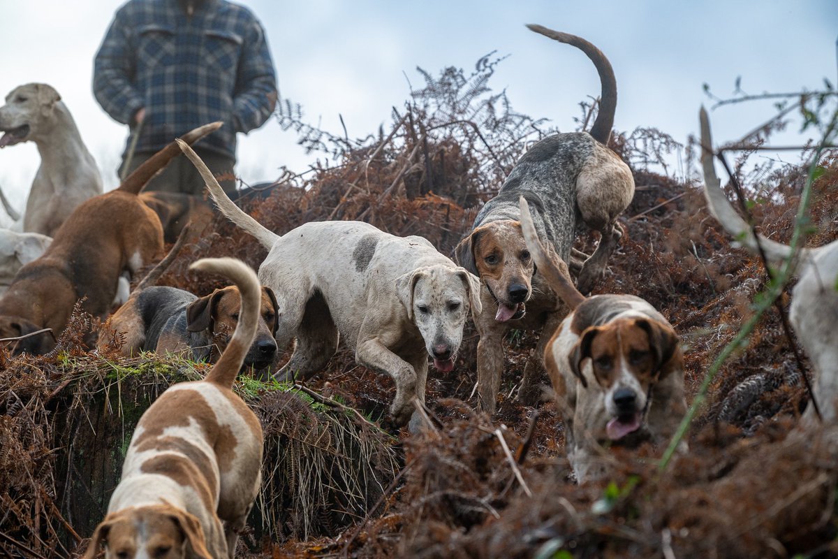 lurcherwork's tweet image. #hound #hunting #foxhound #houndhunting #country