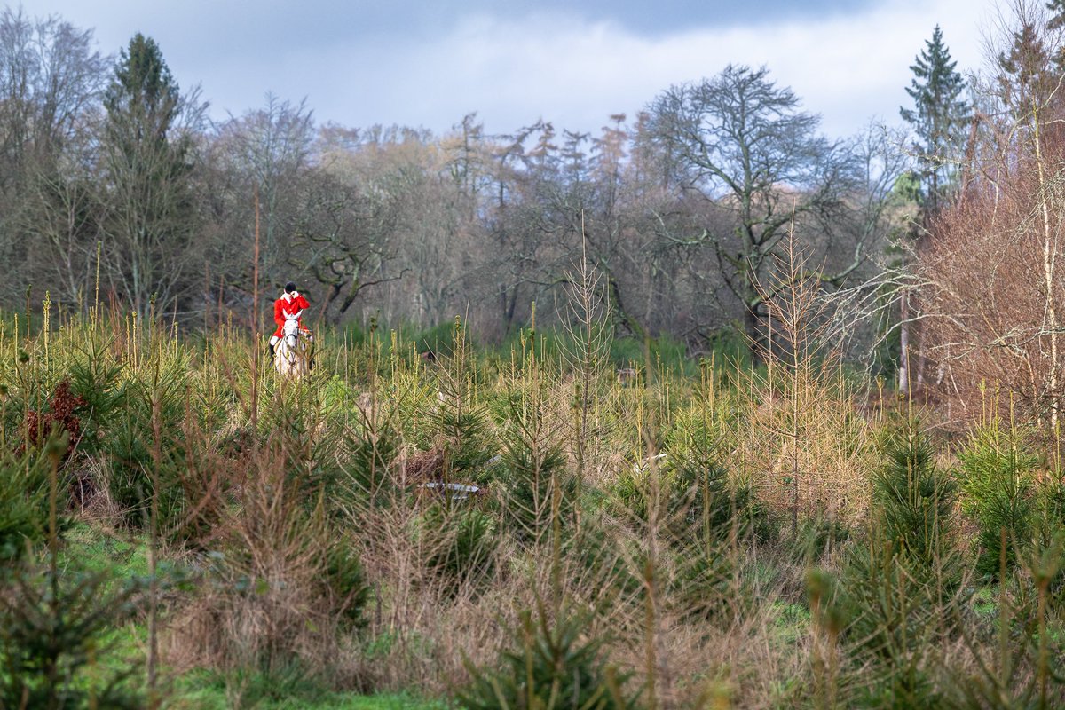 lurcherwork's tweet image. #hound #hunting #foxhound #houndhunting #country