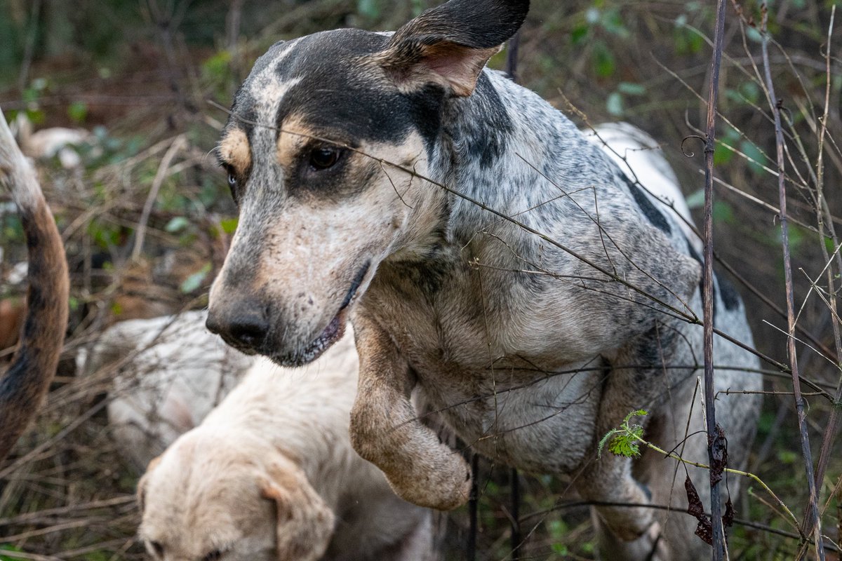 lurcherwork's tweet image. #hound #hunting #foxhound #houndhunting #country