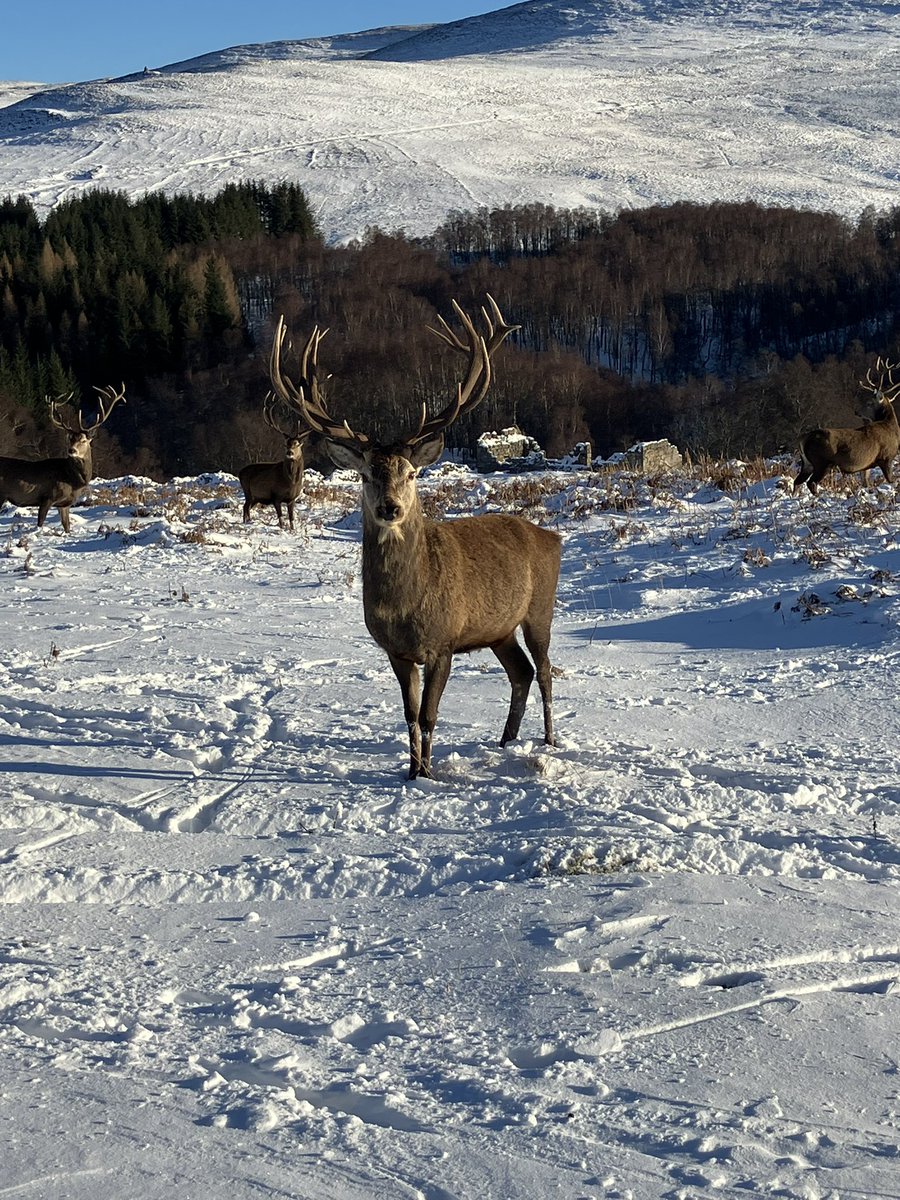 Cracking day with MR5 6OTH feeding The Stags❤️❤️🏴󠁧󠁢󠁳󠁣󠁴󠁿