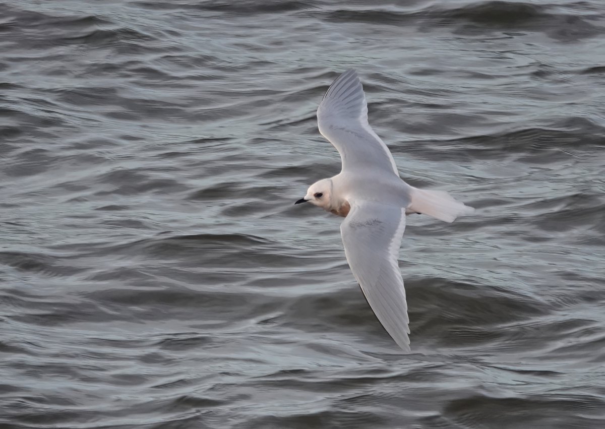 After a brief view of the Ross's Gull when it shot through my scope whilst seawatching this morning at Whitburn. I was pleased when it was refound at South Shields and I could spend some time enjoying it.