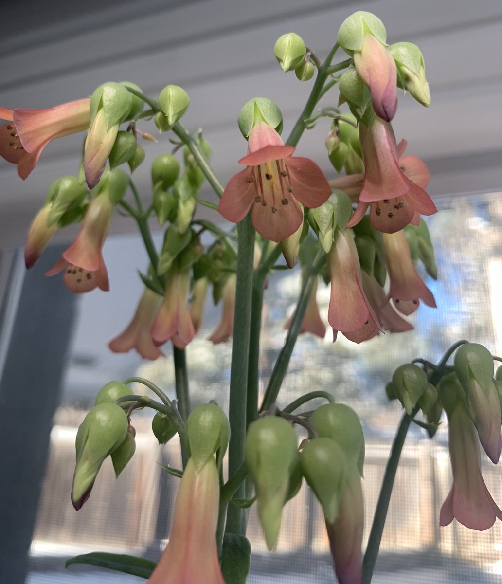 joannehuspek's tweet image. I should walk into my spare bedroom once in a while. #springmaybe