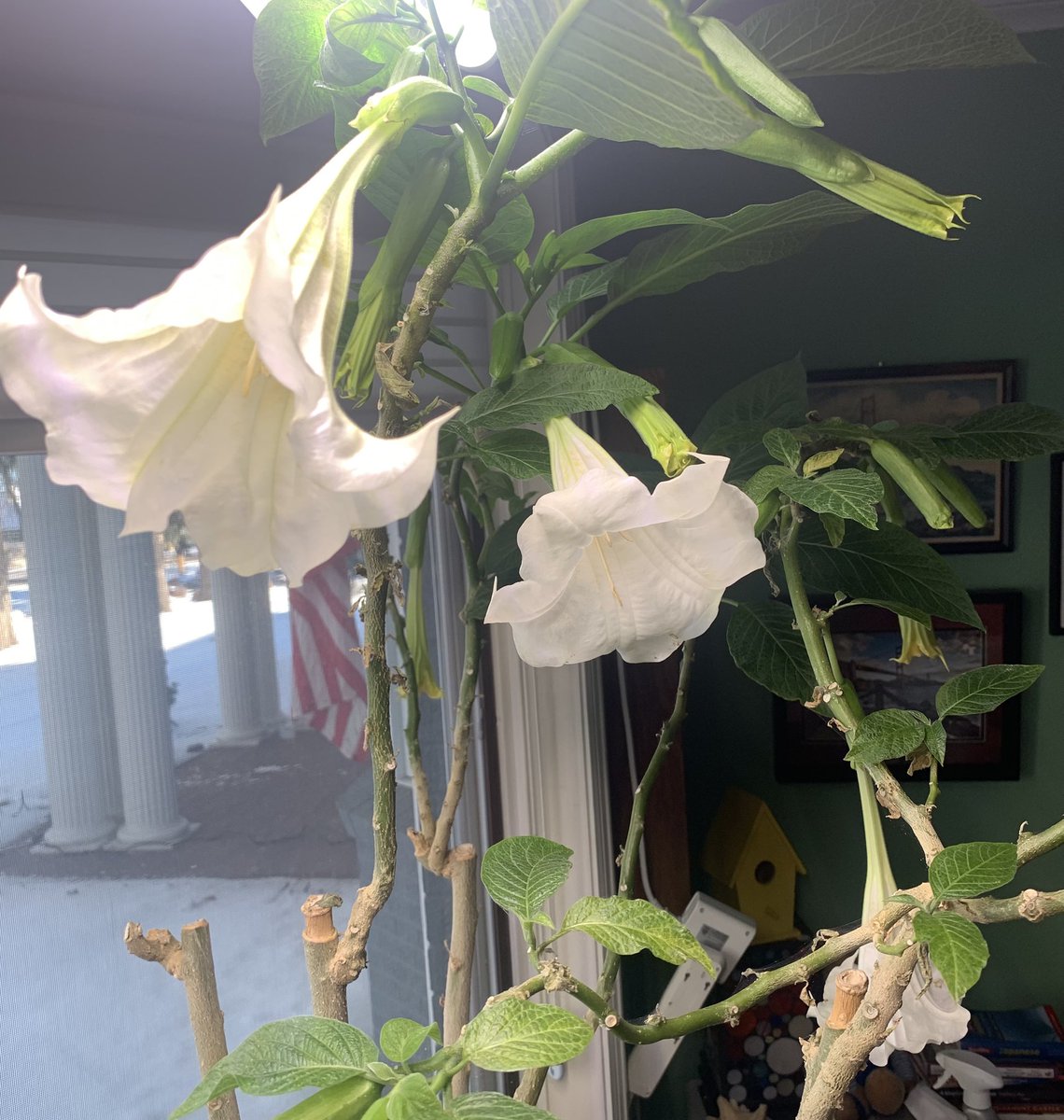 joannehuspek's tweet image. I should walk into my spare bedroom once in a while. #springmaybe