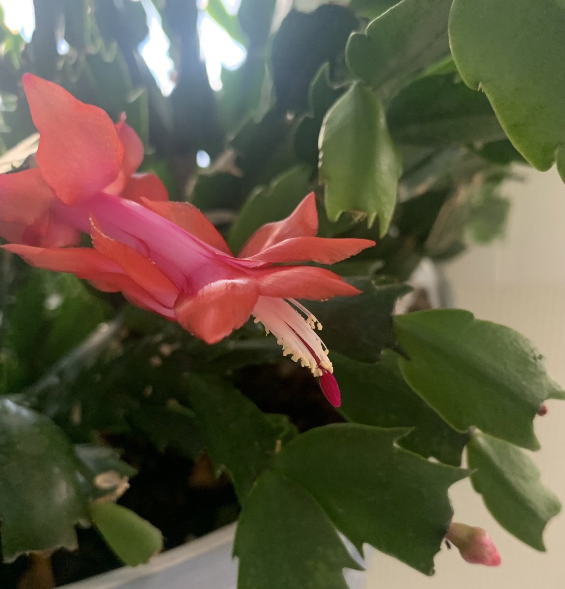 joannehuspek's tweet image. I should walk into my spare bedroom once in a while. #springmaybe