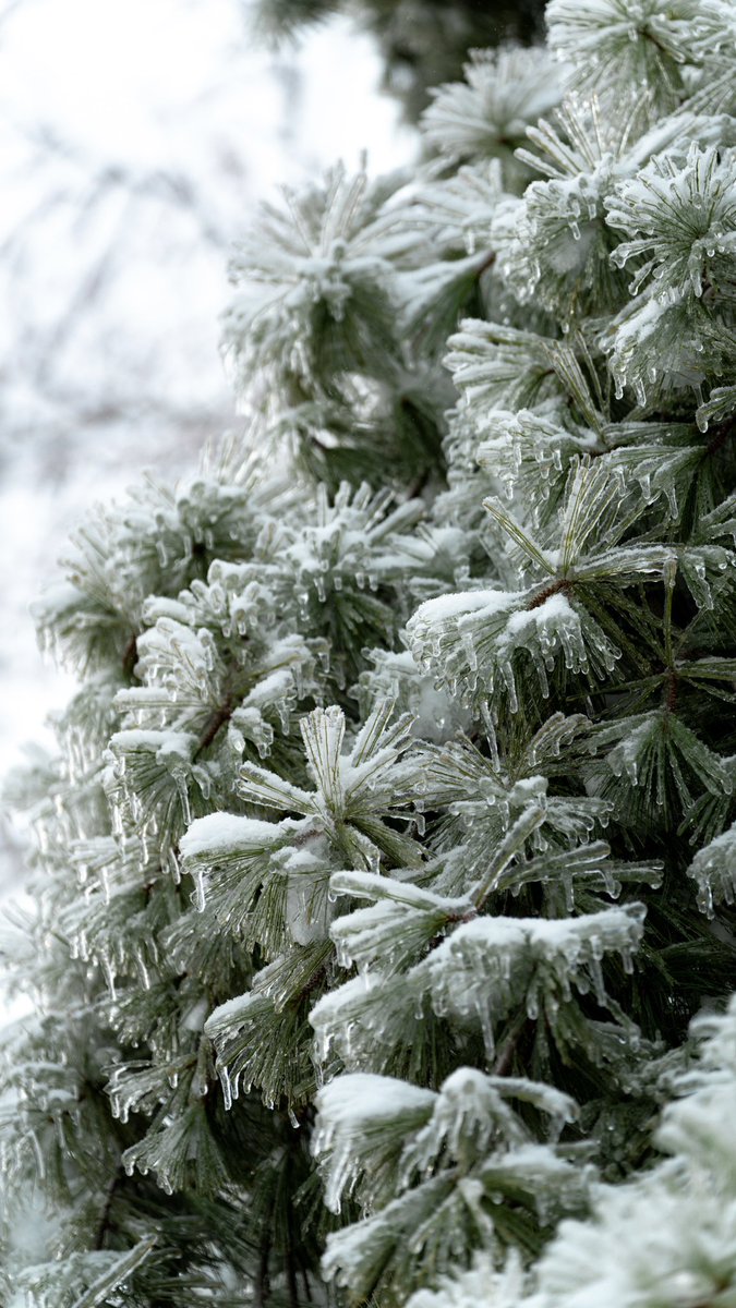 loganIII's tweet photo. snow day wallpapers ☃️ https://t.co/zPFofXR5BR