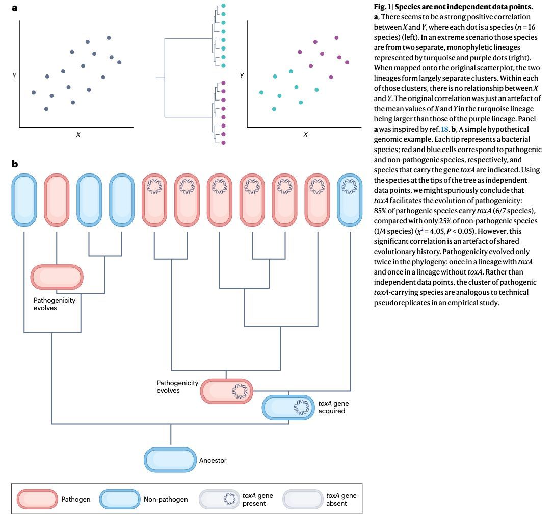 strnr's tweet image. Review: A phylogenetic approach to comparative genomics nature.com/articles/s4157… (read free: rdcu.be/d5BvD) 🧬🖥️🧪