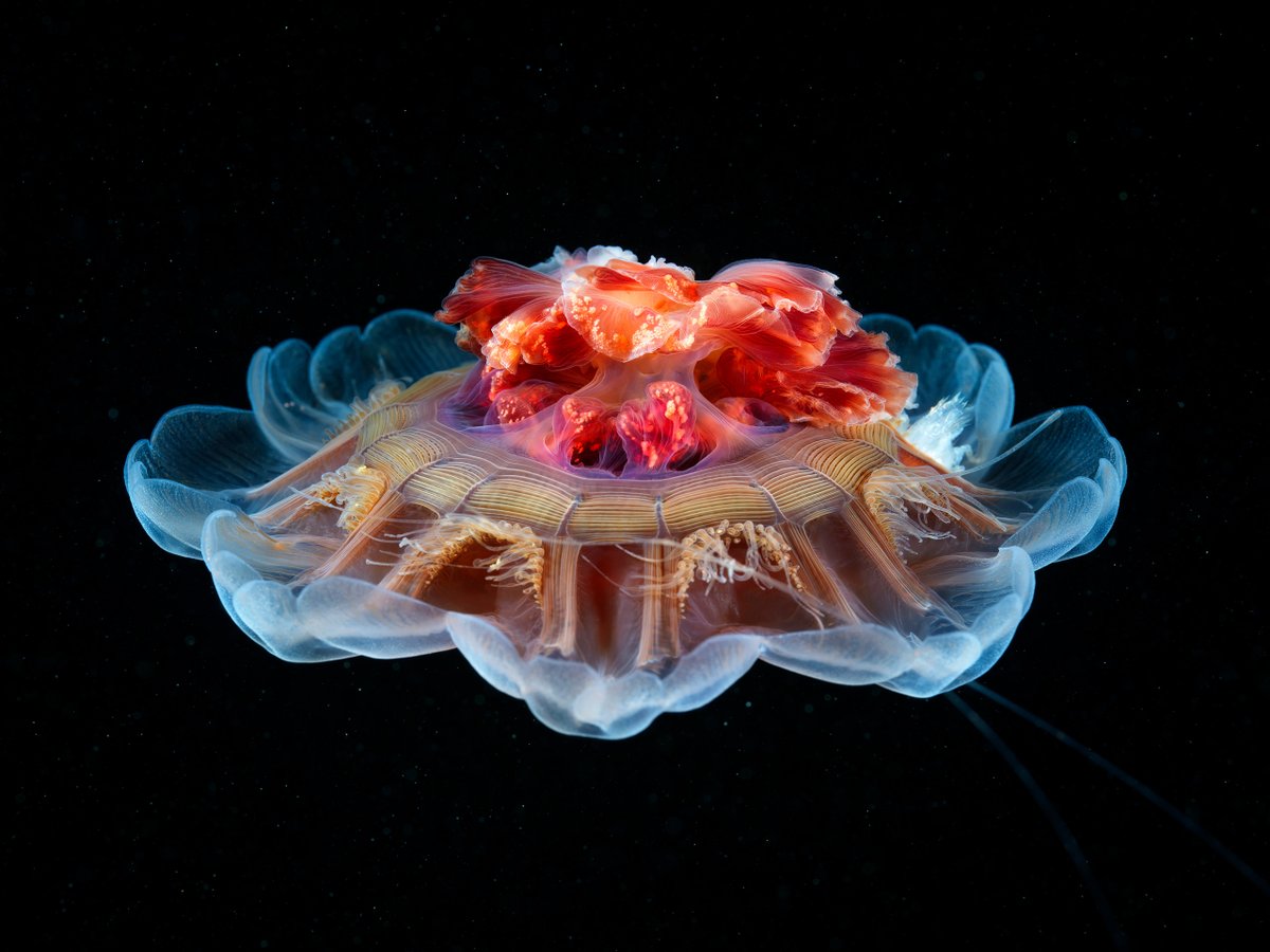 Upside down Lion's mane jellyfish without the mane. 
Happy New 2025!