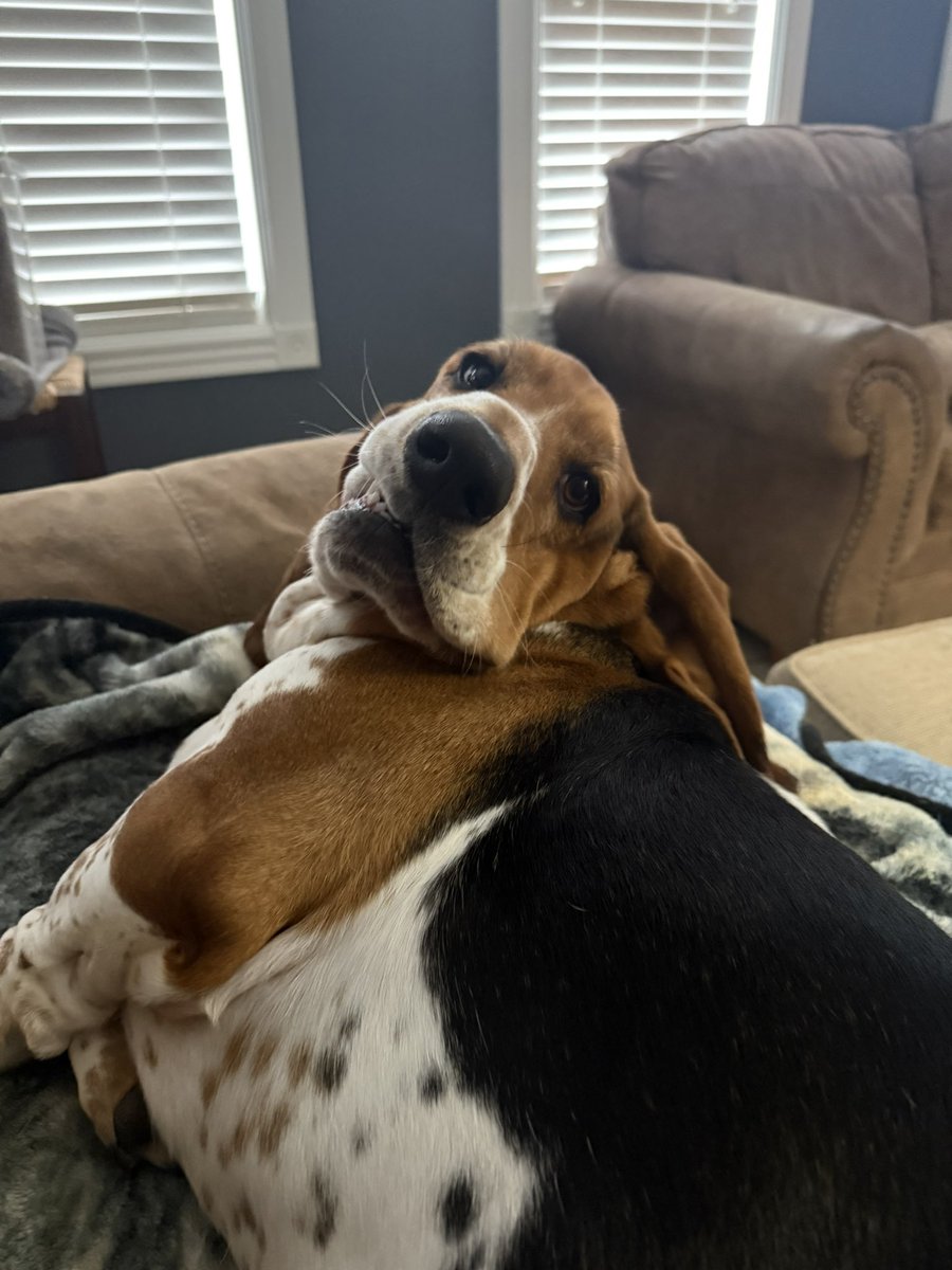 Spoiled Basset.