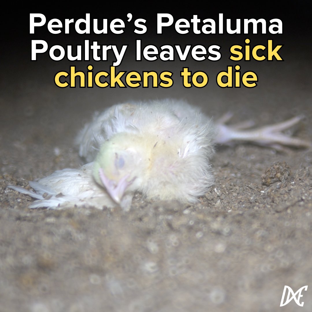 Investigations into Perdue show that chicks routinely die slow painful deaths from disease, injury &amp; neglect. Don't believe their lies. 

#Perdue #PerdueFarms #ThePerdueWay #PerdueChicken #NoAntibioticsEver #PetalumaPoultry #AmericasPickiestEater #PerdueFarmsExperience