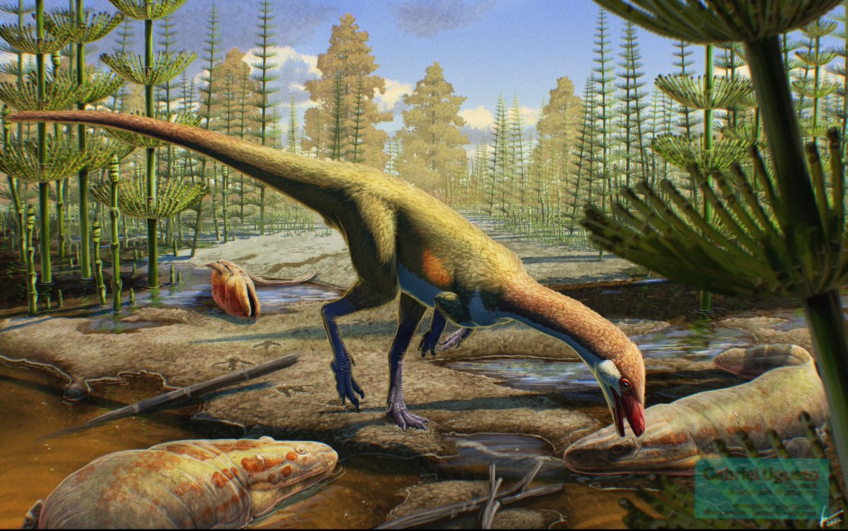 Gabriel N. U. (@serpenillus) on Twitter photo Let me introduce you to Ahvaytum bahndooiveche, a new dinosaur described yesterday that represents the oldest Laurasian dinosaur known so far!
I was lucky enough to be commissioned to create a reconstruction of this taxon. Congratulations to <a href="/PaleoBadger/">Dave Lovelace</a> and colleagues! Let me introduce you to Ahvaytum bahndooiveche, a new dinosaur described yesterday that represents the oldest Laurasian dinosaur known so far!
I was lucky enough to be commissioned to create a reconstruction of this taxon. Congratulations to <a href="/PaleoBadger/">Dave Lovelace</a> and colleagues!