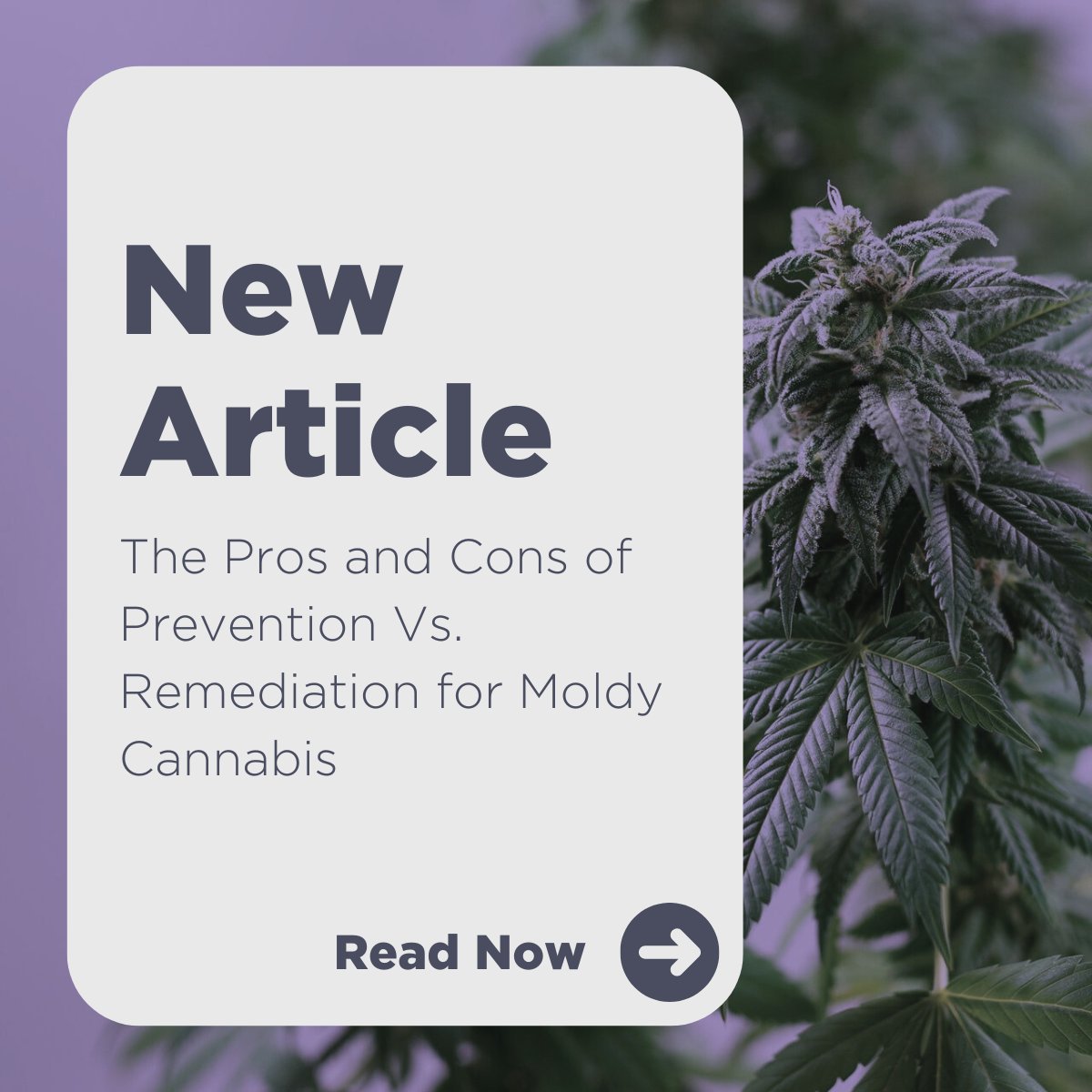 MeetChorus's tweet photo. Prevention or remediation: which is better for moldy cannabis? 

Prevention offers benefits by stopping mold before it starts, but requires more investment. Remediation saves your crop when mold hits, but it’s reactive. 

Which strategy fits your needs? https://t.co/UkV3fHaCBd https://t.co/csYTYAmQ08