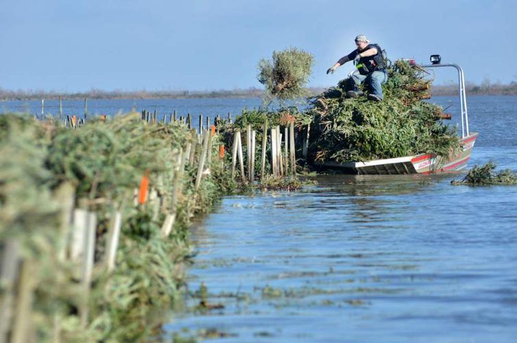 The holidays are over—which means it's time to take down the tree. Did you know that real trees can be used to improve communities? From wood chipping to coastal restoration (pictured here), the benefits of real trees keep on giving! 🌲