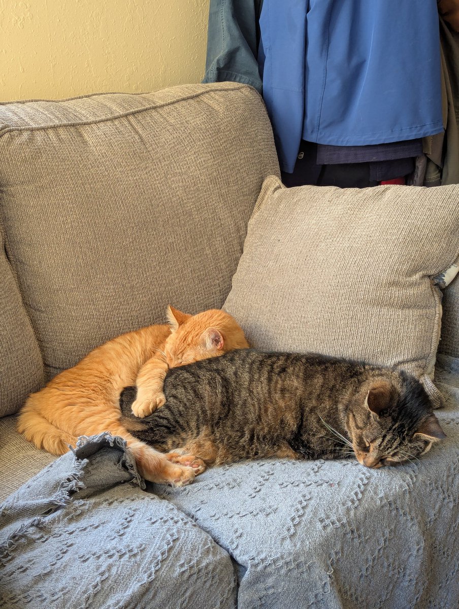That feeling when you have intense complex emotions about the state of society and our world along with hopes/fears for its future and you don't know how to express them or feel paralyzed not to for fear of backlash from *gestures vaguely*
Shit, here, cats