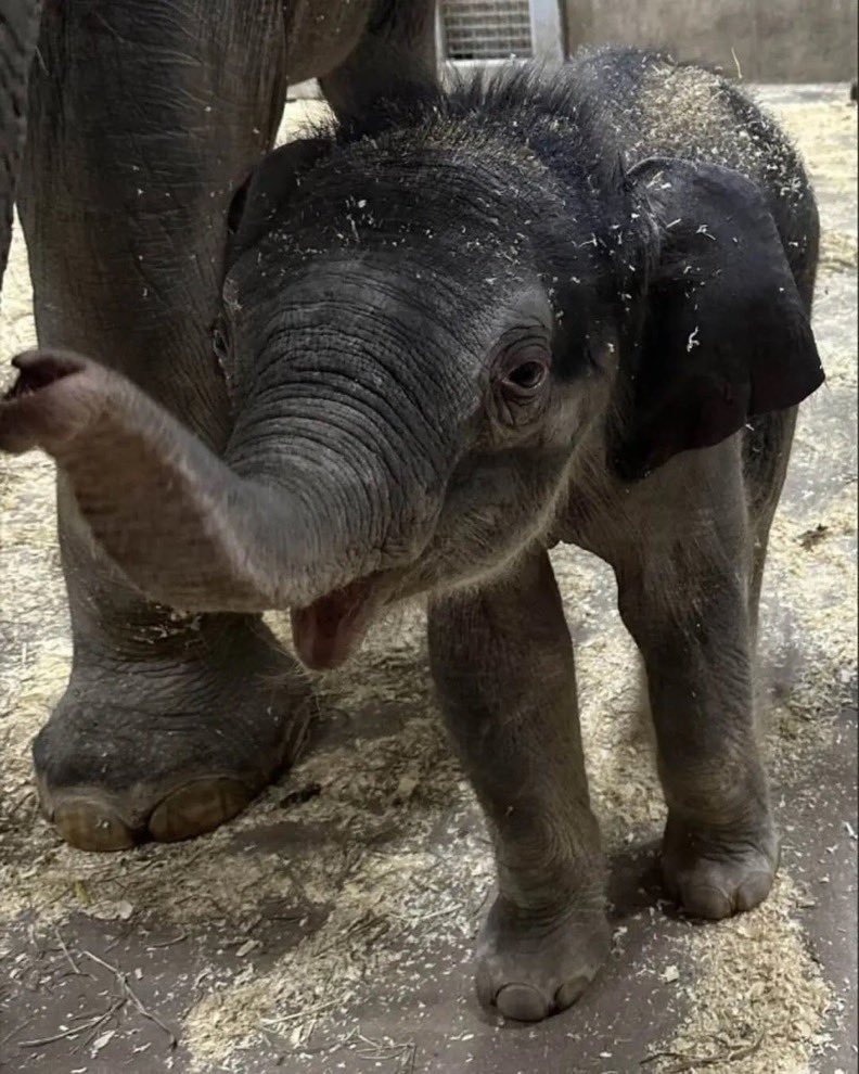 <a href="/jeremybtc/"></a> $JET is only going up 

✅ AI
✅ new born
✅ animal 
✅ partnership with zoo in the works
✅ IBC member aped
✅ documentary at 5 mil by lead
✅ cg &amp; cmc applied 

Next #moodeng 

<a href="/Jet_On_Solana/">Jet_Baby_Elephant</a>