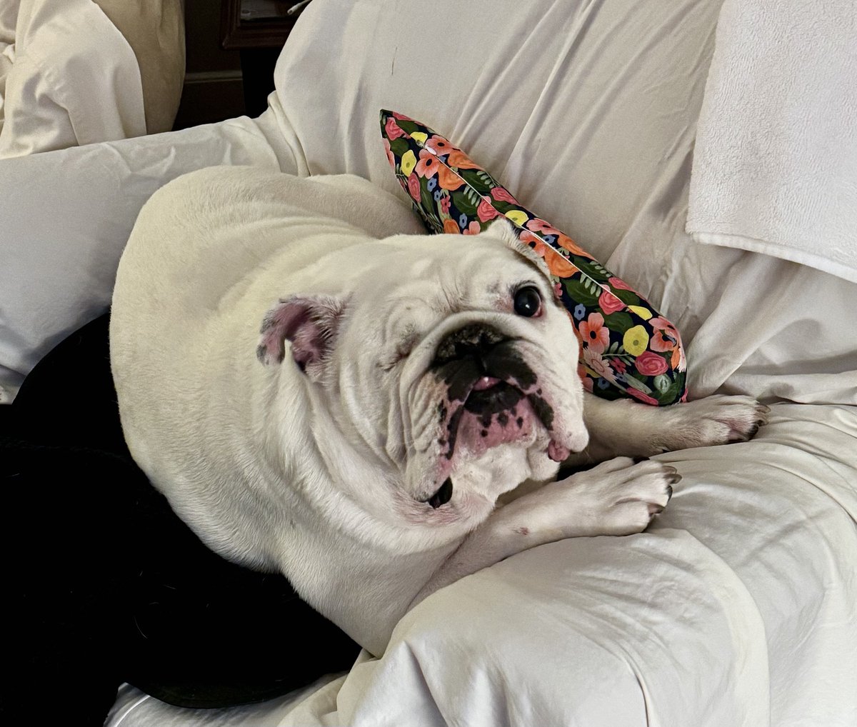 CBulldogTrader's tweet image. This is Pippa. I hope people like this post so she can win. She recently had an eye removed but she's still adorable. 🥰