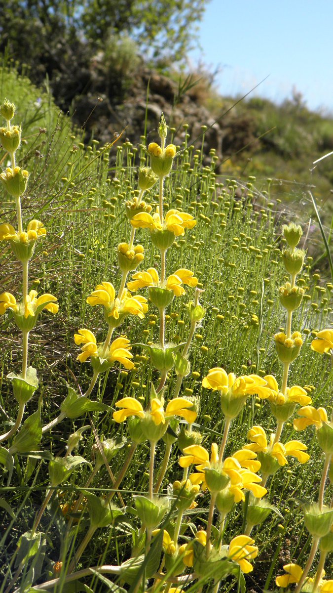 Aquesta planta és l'0rella de llebra, va bé per a la diarrea, colitis i inflamacions intestinals, acidesa d'estómac i per fer bona digestió. Perfecta per a fer front a algun que altre excés que hem fet aquestes festes.